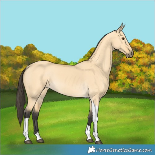 Horse Color:Buckskin Dun Tobiano