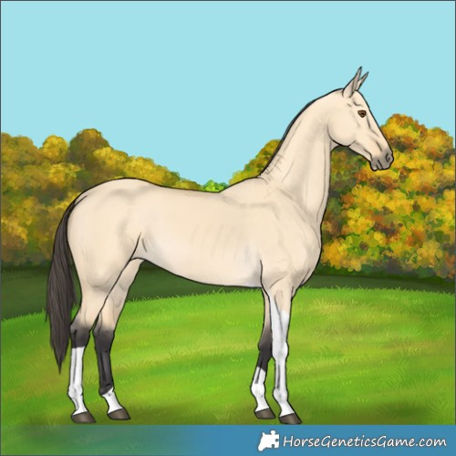 Horse Color:Buckskin Dun Tobiano