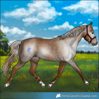 Horse Color:Gray Chestnut 