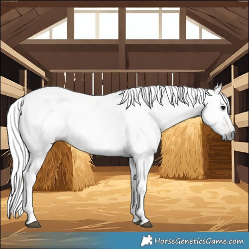 Horse Color:Gray Bay 