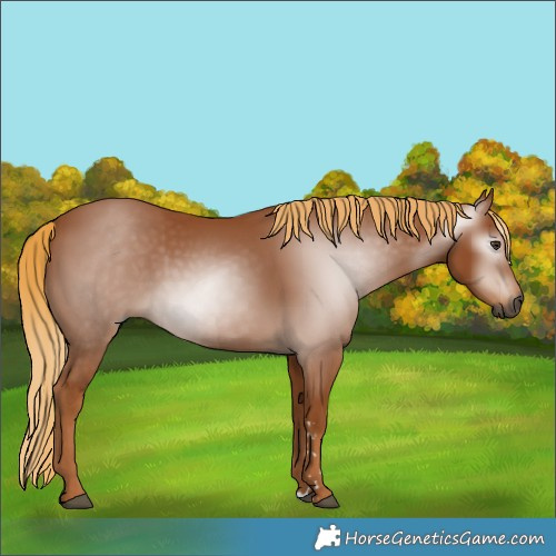 Horse Color:Gray Chestnut 