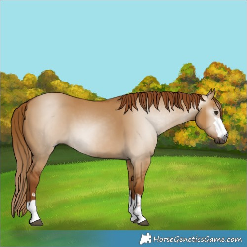 Horse Color:Gray Red Dun 