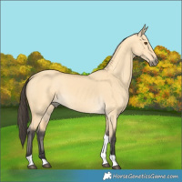 Horse Color:Buckskin Dun Tobiano