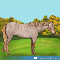 Horse Color:Gray Red Roan 