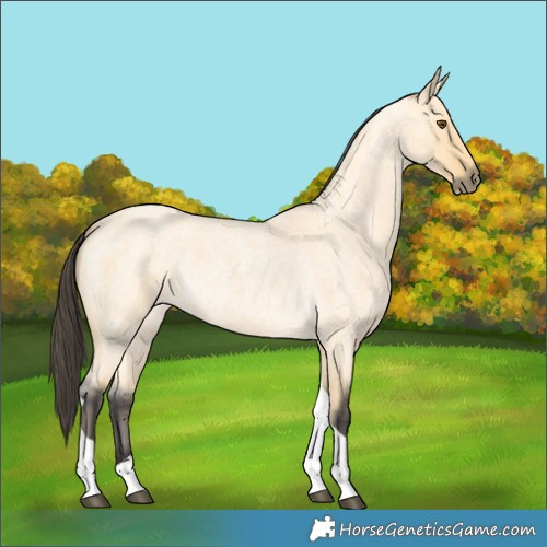 Horse Color:Buckskin Roan Dun Tobiano