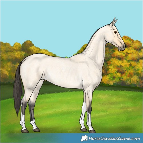 Horse Color:Buckskin Roan Dun Tobiano 