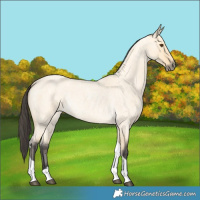 Horse Color:Buckskin Roan Dun Tobiano 