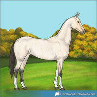 Horse Color:Buckskin Roan Dun Tobiano 