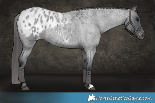 Horse Color:Blue Roan Appaloosa