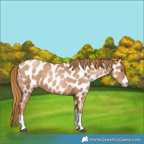 Horse Color:Chestnut Pearl Appaloosa 