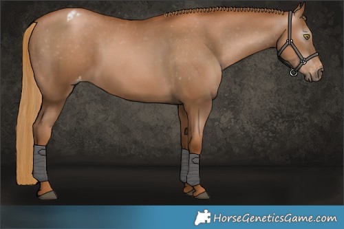 Horse Color:Gray Chestnut Pearl Appaloosa 