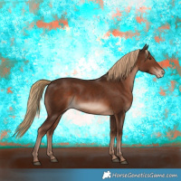 Horse Color:Liver Chestnut Appaloosa 