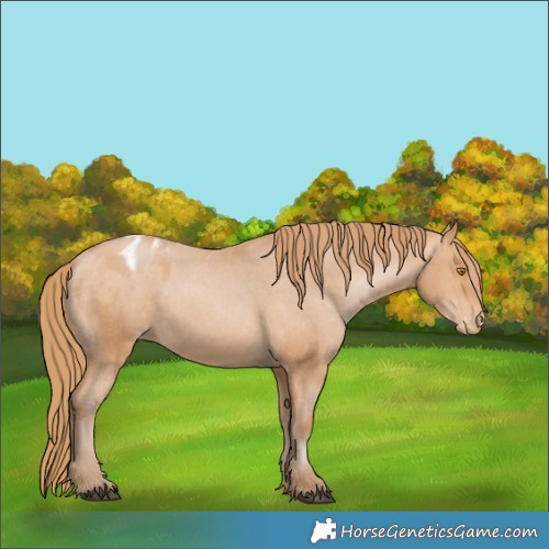 Horse Color:Bay Pearl Appaloosa