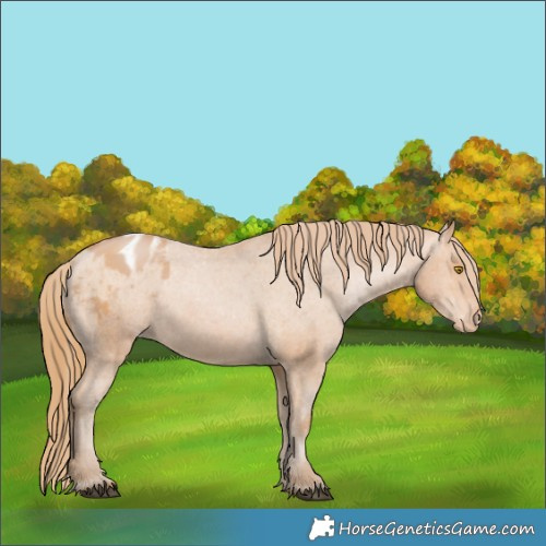 Horse Color:Bay Pearl Appaloosa 