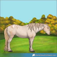 Horse Color:Bay Pearl Appaloosa 