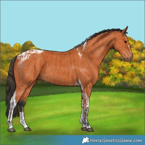 Horse Color:Bay  and Bay Tobiano 