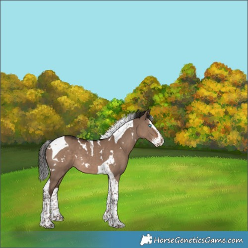 Horse Color:White Spotted Liver Red Dun Splash Tobiano