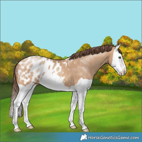 Horse Color:Amber Champagne Splash Appaloosa 