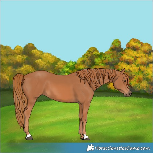 Horse Color:Chestnut 