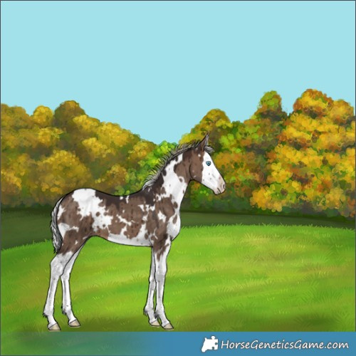 Horse Color:White Spotted Silver Brown Dun Splash Brindle 