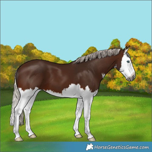 Horse Color:Gray White Spotted Silver Bay Splash 