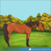Horse Color:Bay 