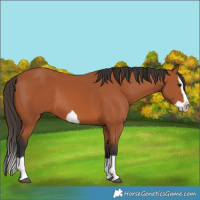 Horse Color:Bay Splash Frame