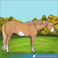 Horse Color:Chestnut Splash Frame 