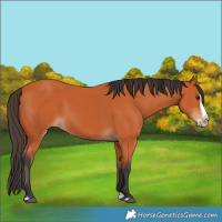 Horse Color:Bay Splash Frame 