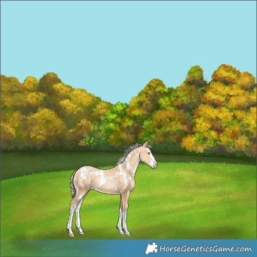 Horse Color:White Spotted Silver Smoky Black Pearl Splash 