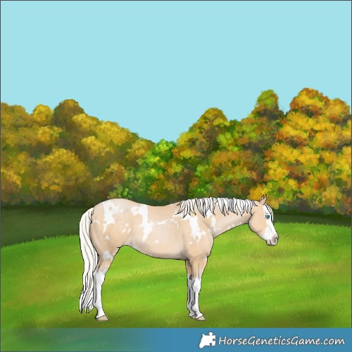 Horse Color:White Spotted Silver Smoky Black Pearl Splash 