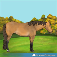 Horse Color:Buckskin 