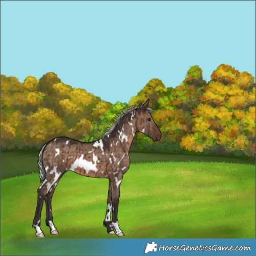 Horse Color:White Spotted Silver Brown Dun Brindle