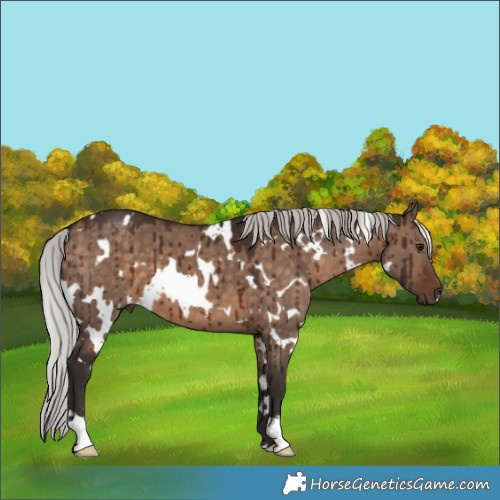 Horse Color:White Spotted Silver Brown Dun Brindle 