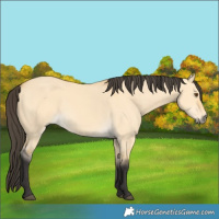 Horse Color:Buckskin Dun 