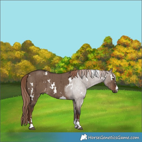 Horse Color:White Spotted Liver Red Dun Rabicano Brindle 