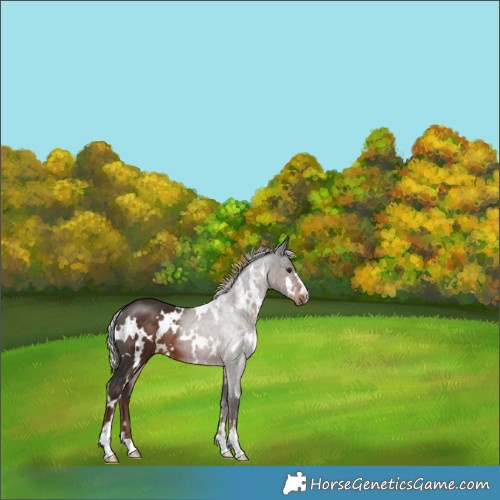 Horse Color:White Spotted Liver Chestnut Rabicano 