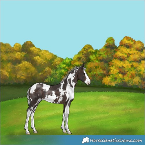 Horse Color:White Spotted Silver Brown Splash Rabicano 
