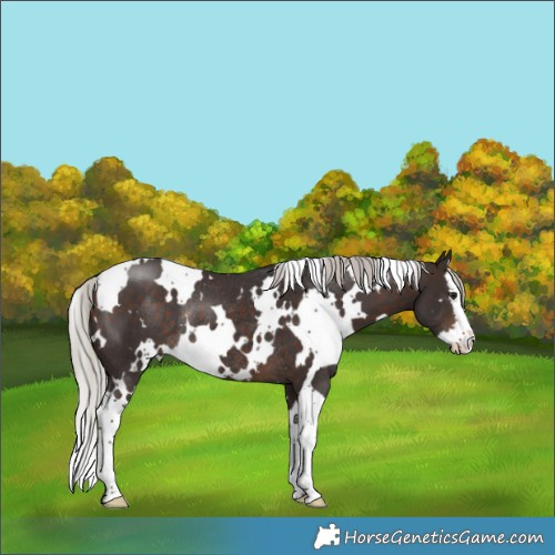 Horse Color:White Spotted Silver Brown Splash Rabicano 