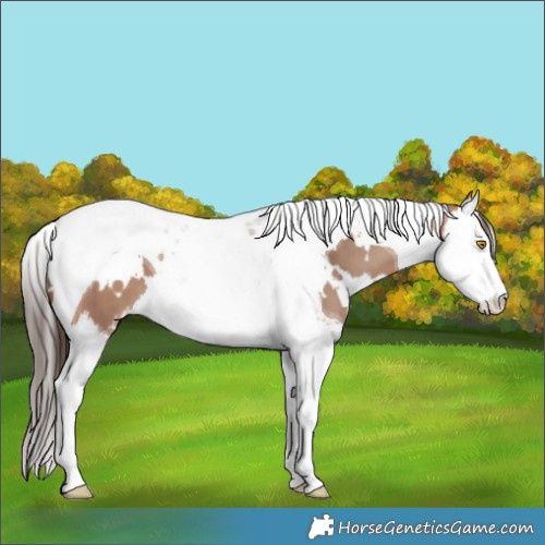Horse Color:White Spotted Sable Champagne Splash Tobiano Appaloosa 