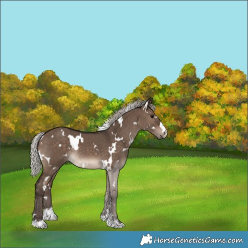Horse Color:White Spotted Silver Brown Dun Rabicano 