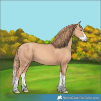 Horse Color:Gold Champagne Splash