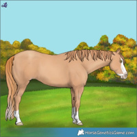 Horse Color:Gold Champagne Splash 