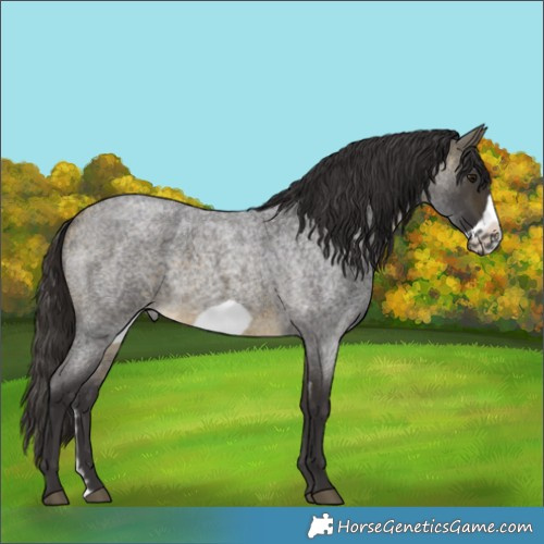 Horse Color:Buckskin Roan Sabino Frame 