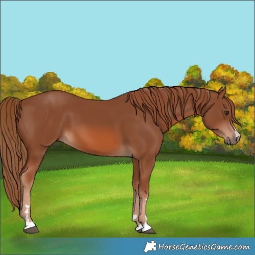 Horse Color:Chestnut 