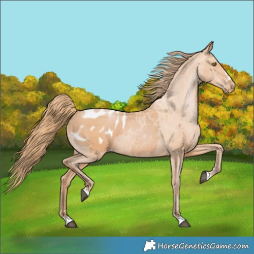 Horse Color:Bay Pearl Blanket 
