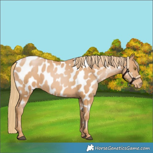 Horse Color:Chestnut Pearl Near Leopard
