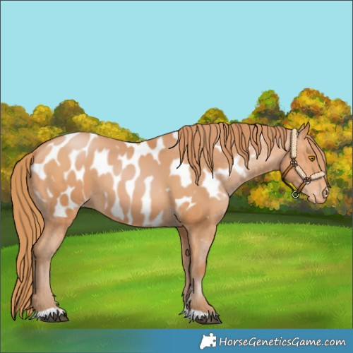 Horse Color:Bay Pearl Appaloosa 