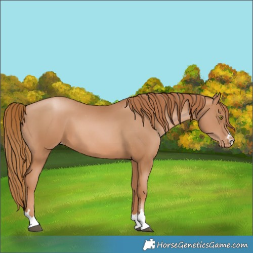 Horse Color:Chestnut Pearl Appaloosa 