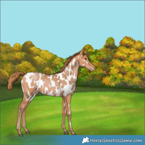 Horse Color:Bay Pearl Near Leopard 